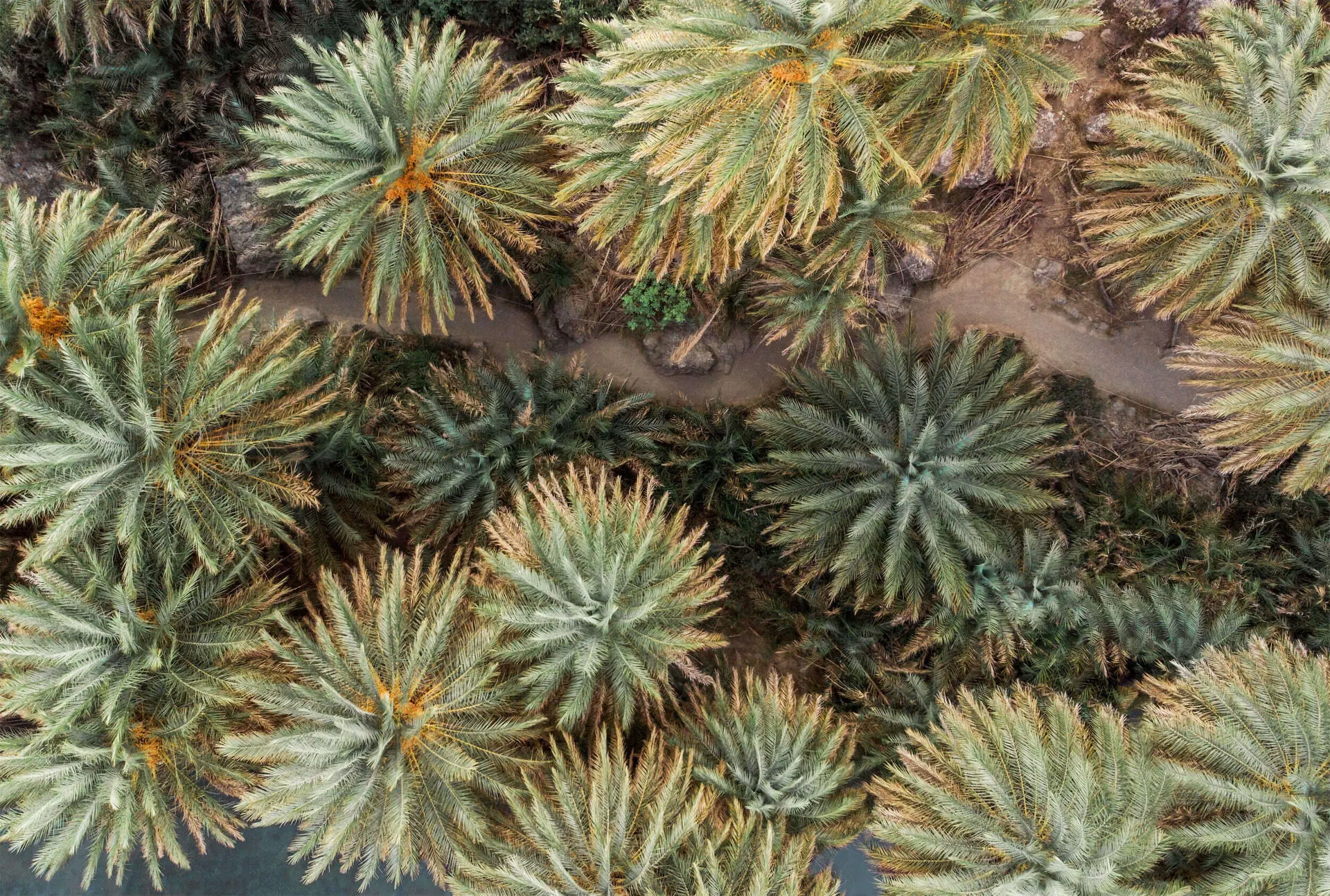 The Preveli palm grove from above